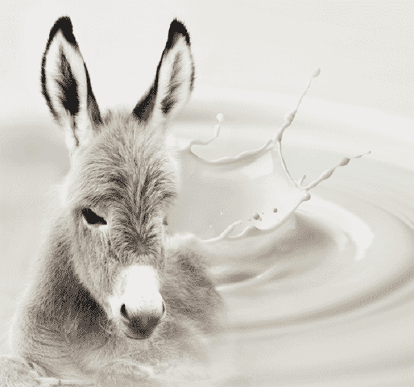 Key Benefits of Donkey Milk for Eczema and Dry Skin