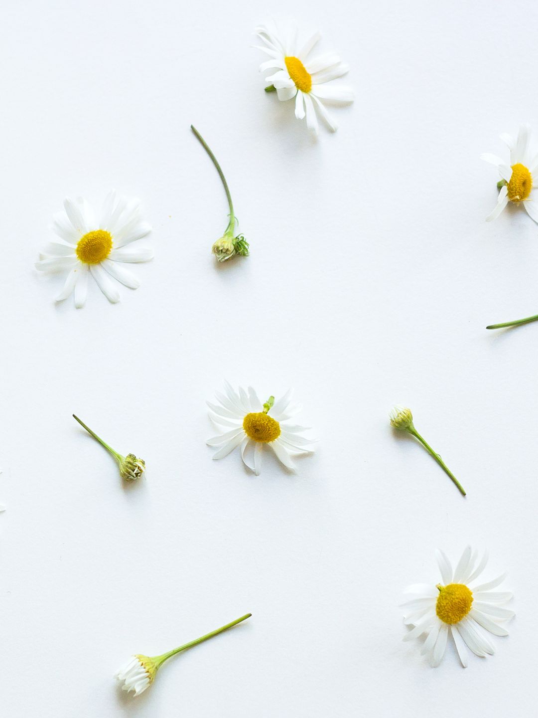 Chamomile flowers and buds, a soothing botanical in LipQ Liquorice & Melissa Lip Gel for cold sore-prone lips