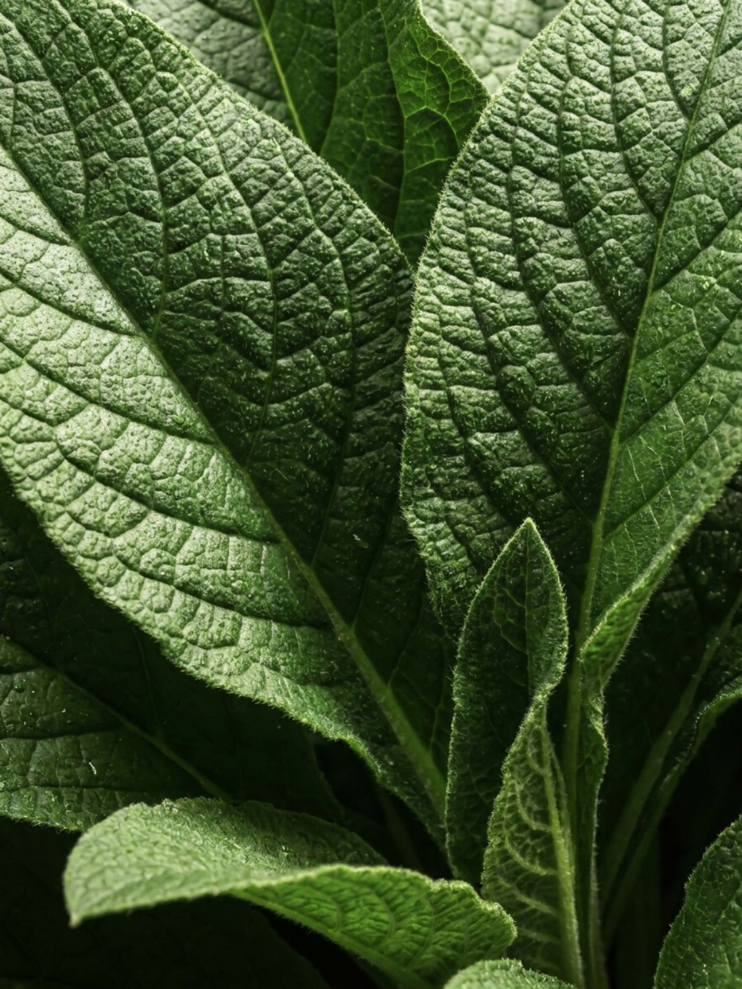 Fresh green comfrey leaves, traditionally used to soothe aching joints, an active in Actimas Boswellia & Commiphora cream