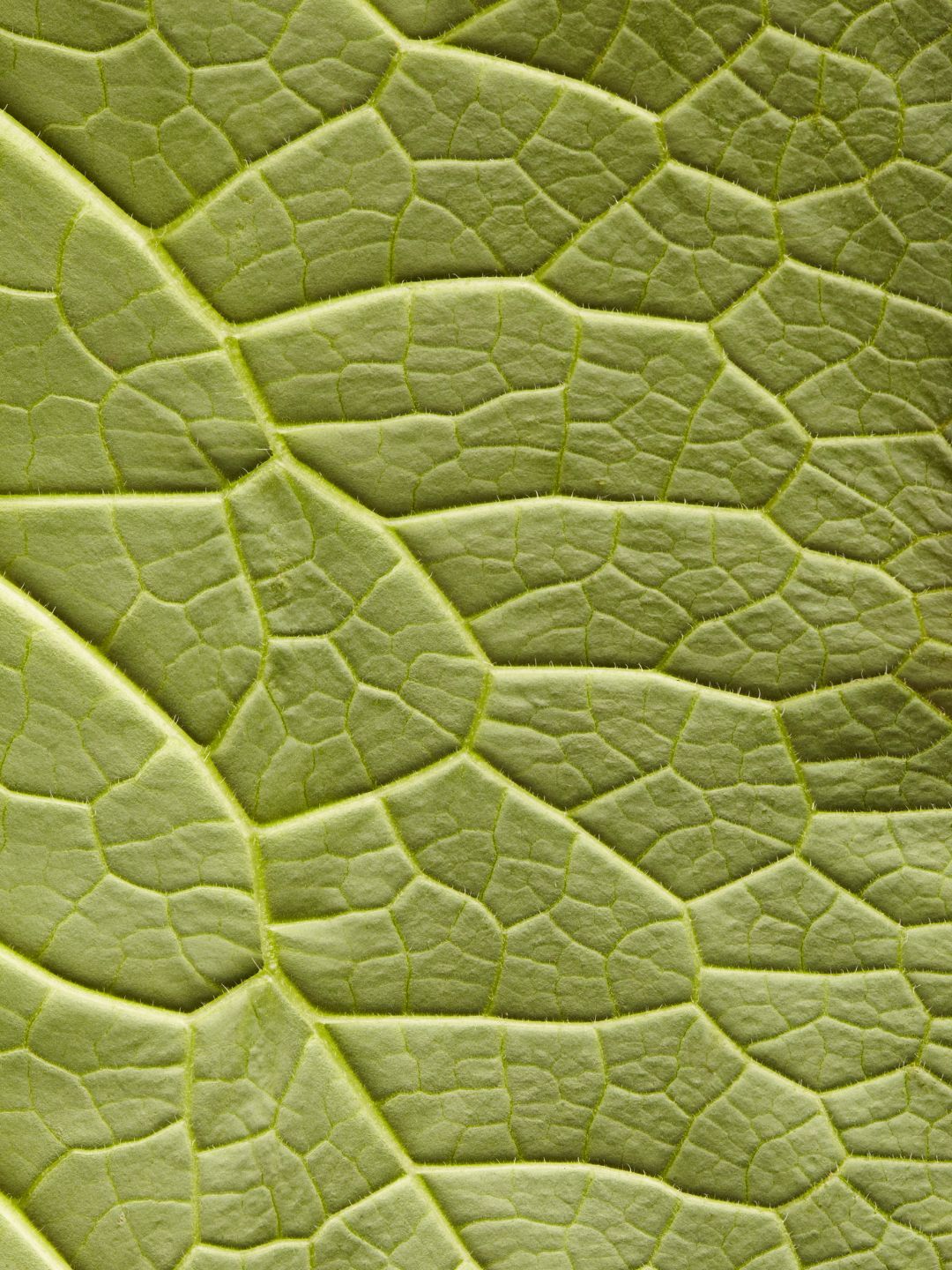 Close-up of a comfrey leaf, the natural source of Allantoin, a soothing skin-conditioning ingredient in KALME skincare that softens and protects rosacea-prone reactive skin