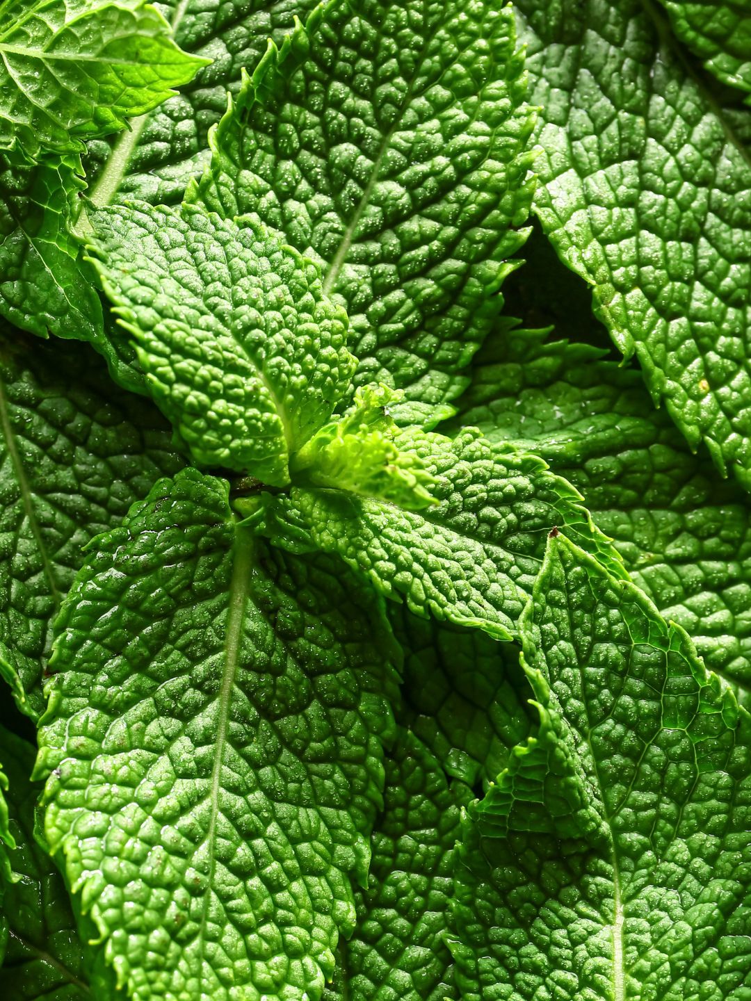 Fresh mint leaves, the natural source of the cooling menthol in Actimas Celafen cream