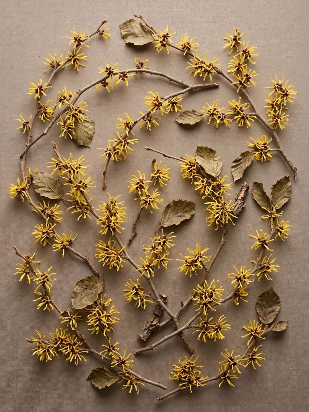 Witch Hazel, an active ingredient in Clarol Birch Water Pore-Minimising Toner for oily and acne-prone skin
