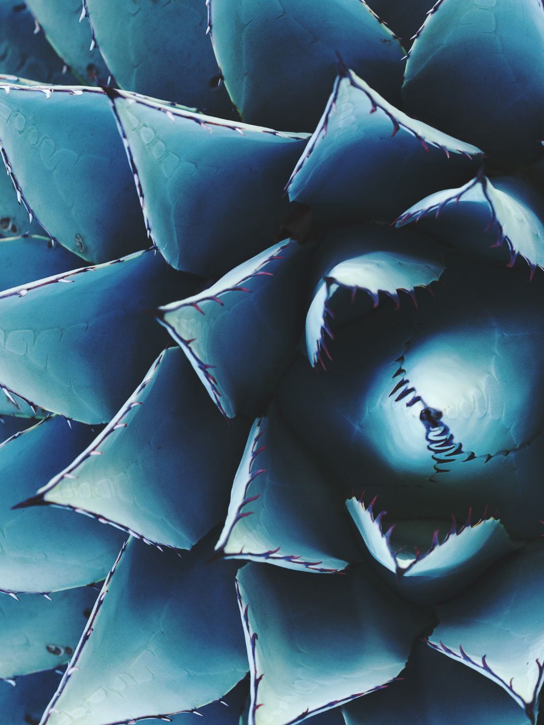 Blue agave plant (Agave Tequilana), source of the prebiotic blue agave extract that helps calm redness-prone skin